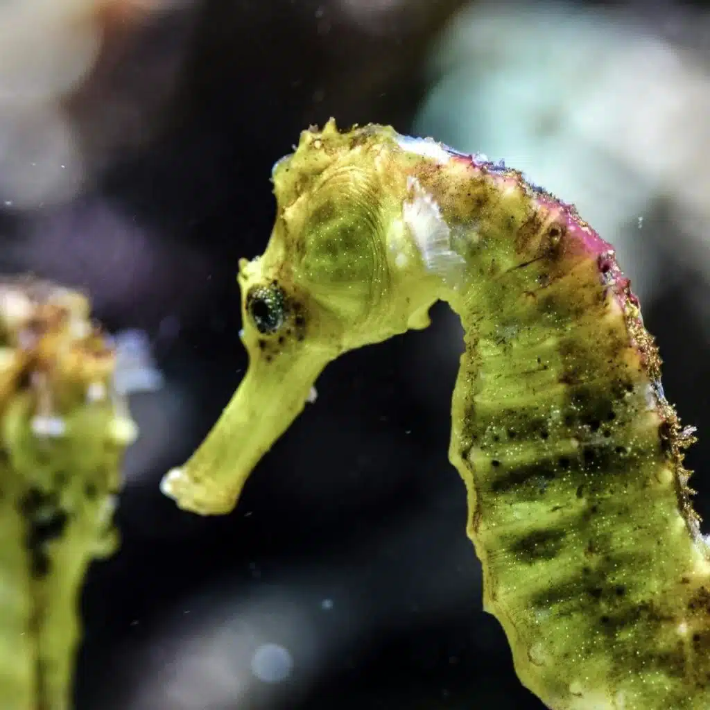 Seahorses in Ireland - and why we need to protect them