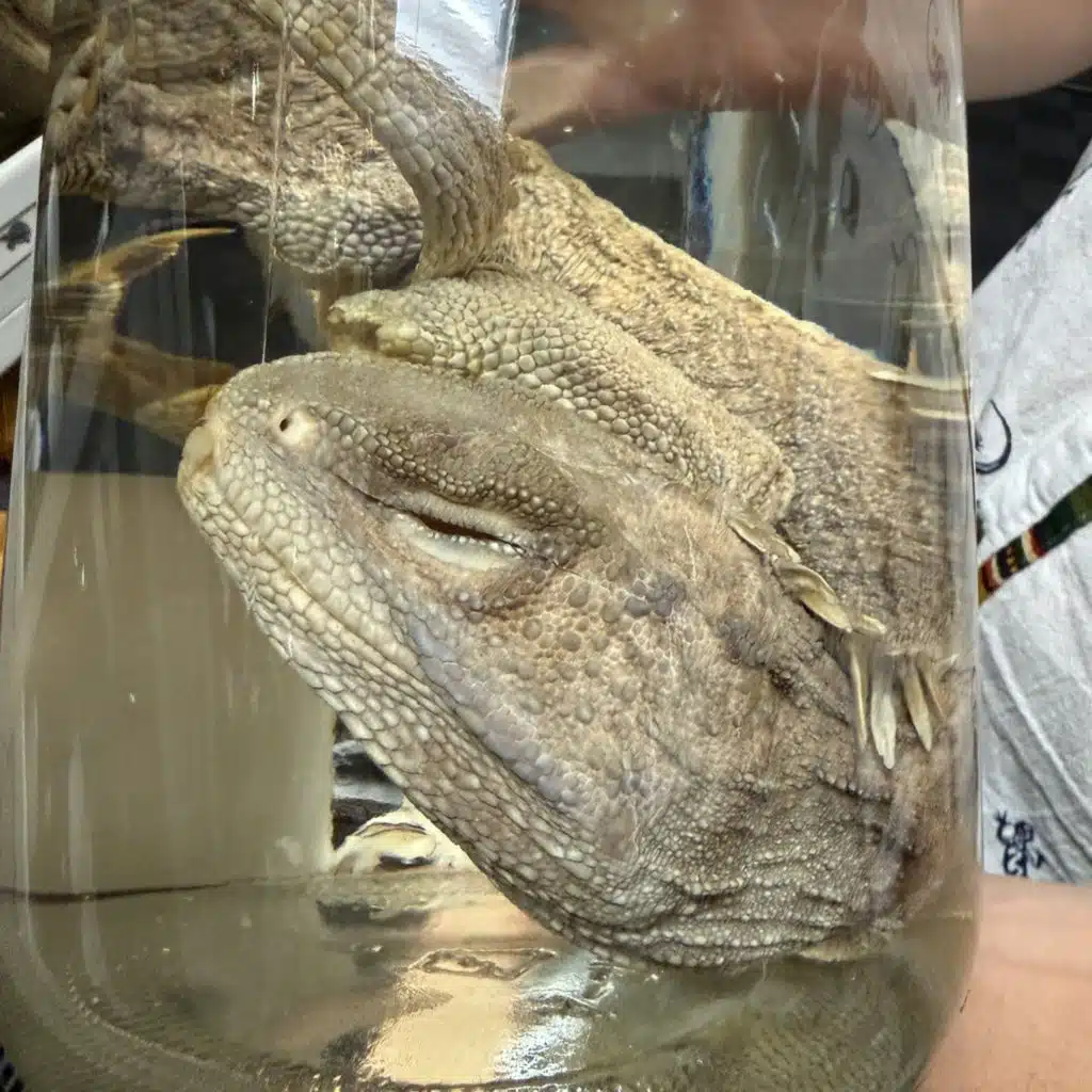 Are Komodo dragons really dragons?