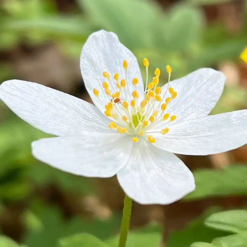 Vårblommor i Dalby Söderskog – och Stora Saltsjön som torkar ut