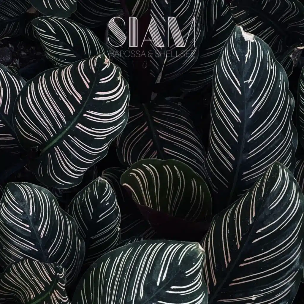 Siam