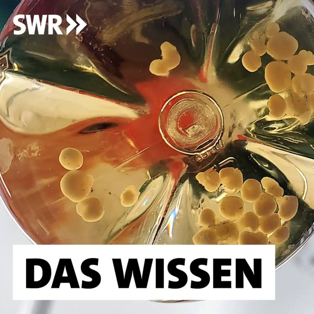 Künstliche "Mini-Organe" – Vom Zellhaufen zum Herzpflaster