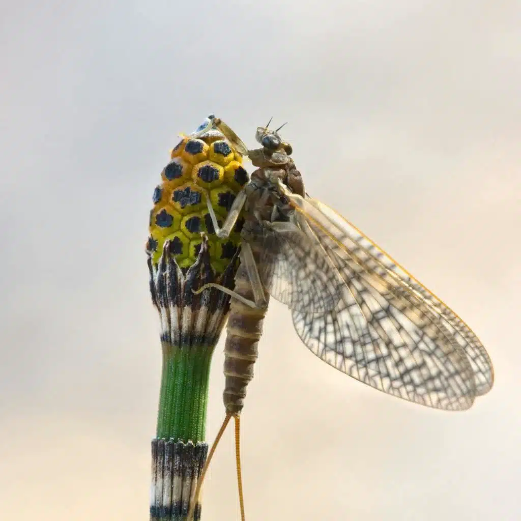 What is the reason behind the ‘mayfly dance’?