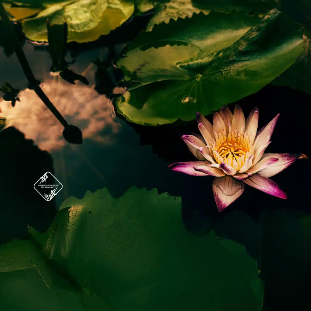 Ensemble de Musique Zen Relaxante