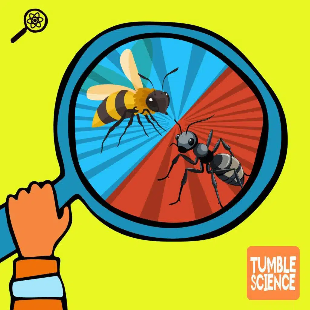 Who Works Harder: Ants or Bees?