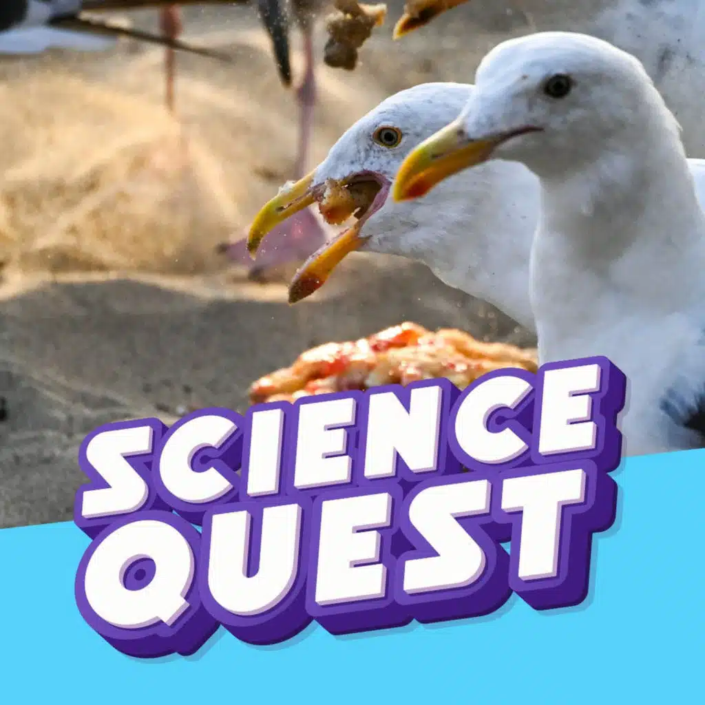 How to Save Your Chips This Summer: Outsmarting Seagulls with Science 🍟👁️