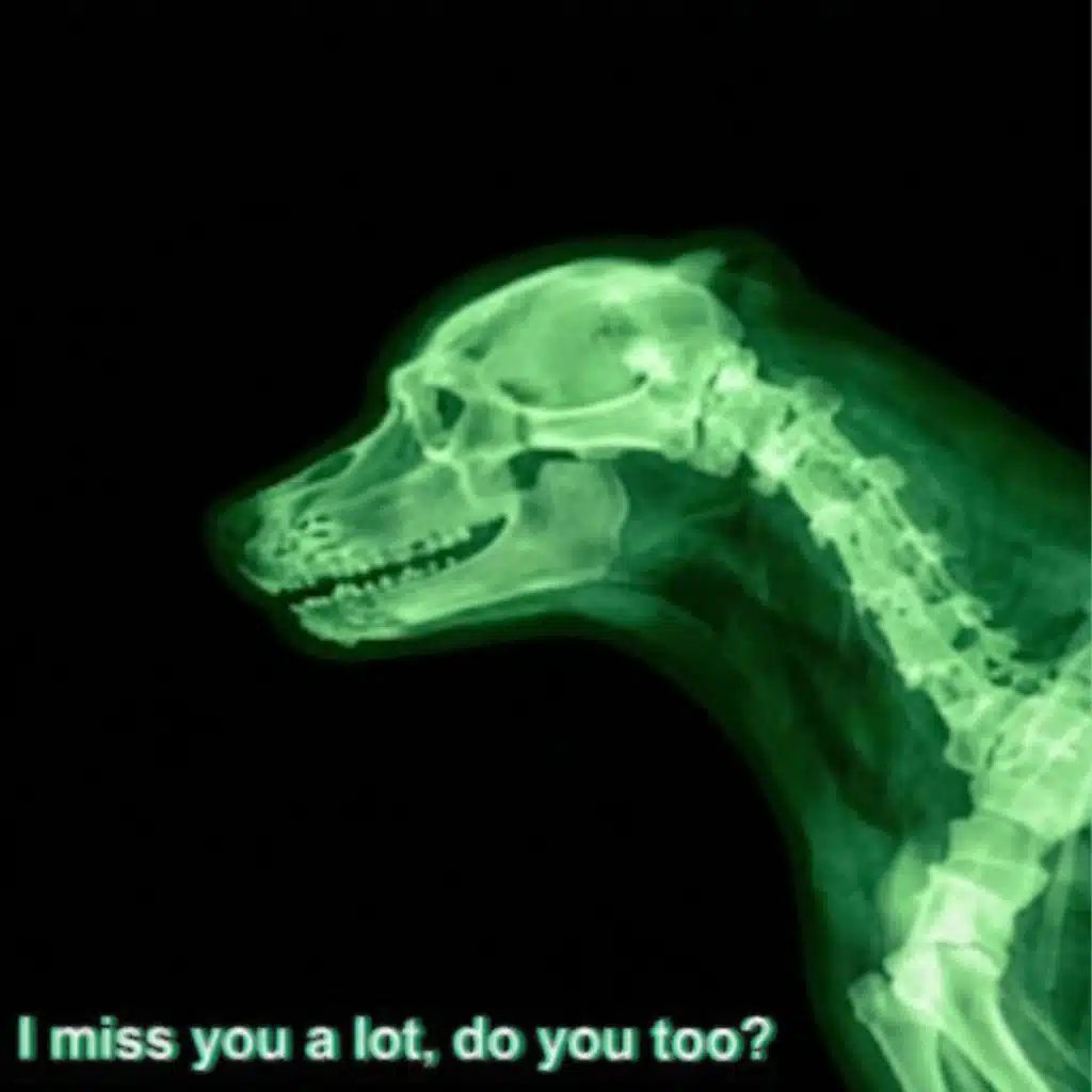 Sisa