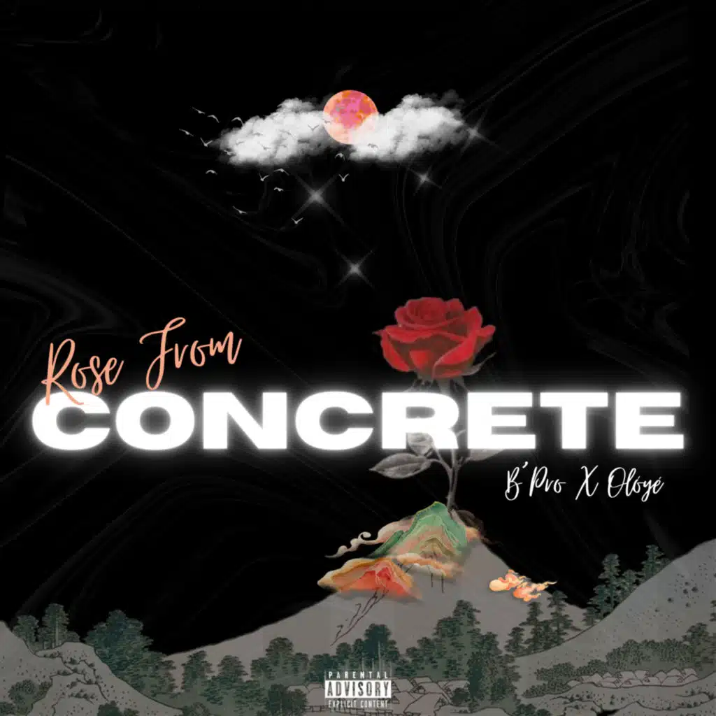 Rose from Concrete