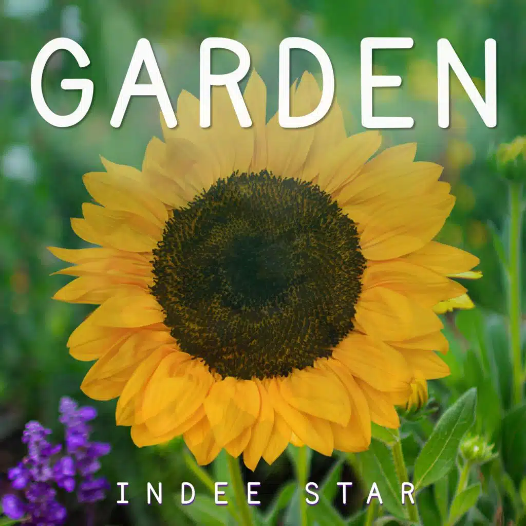 Indee Star