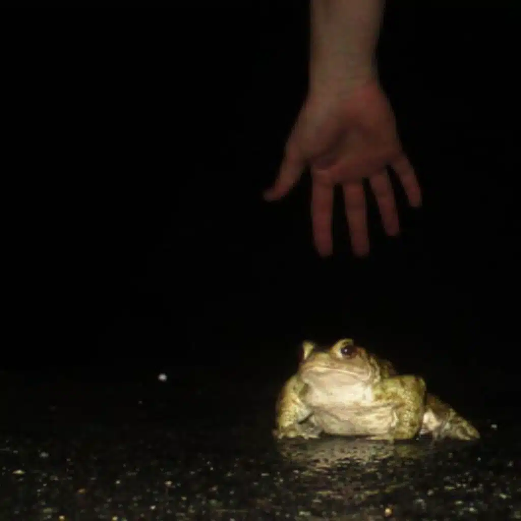 frog house
