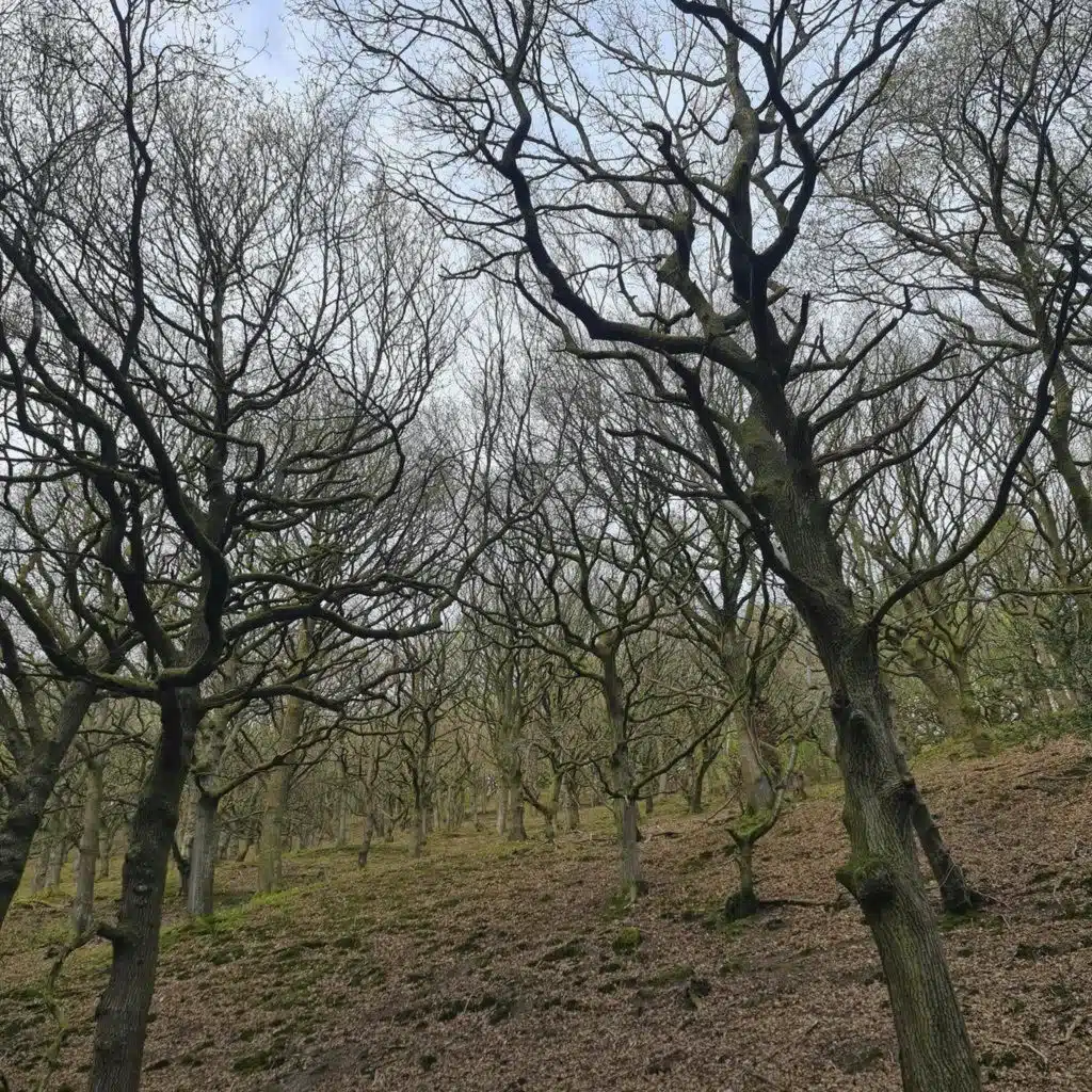 Sound Escape 272. Relax to the evening symphony of an oak woodland - led by a song thrush