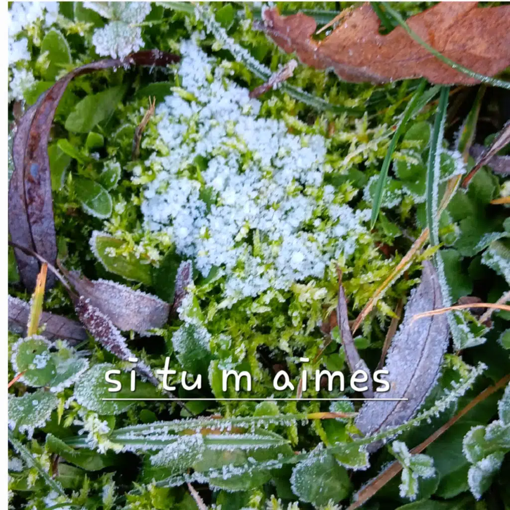 Si Tu M Aimes