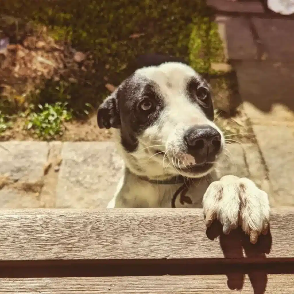 Kahléo