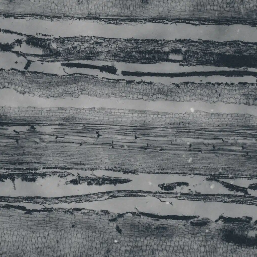 learning structures, vol. 5: memory of birds