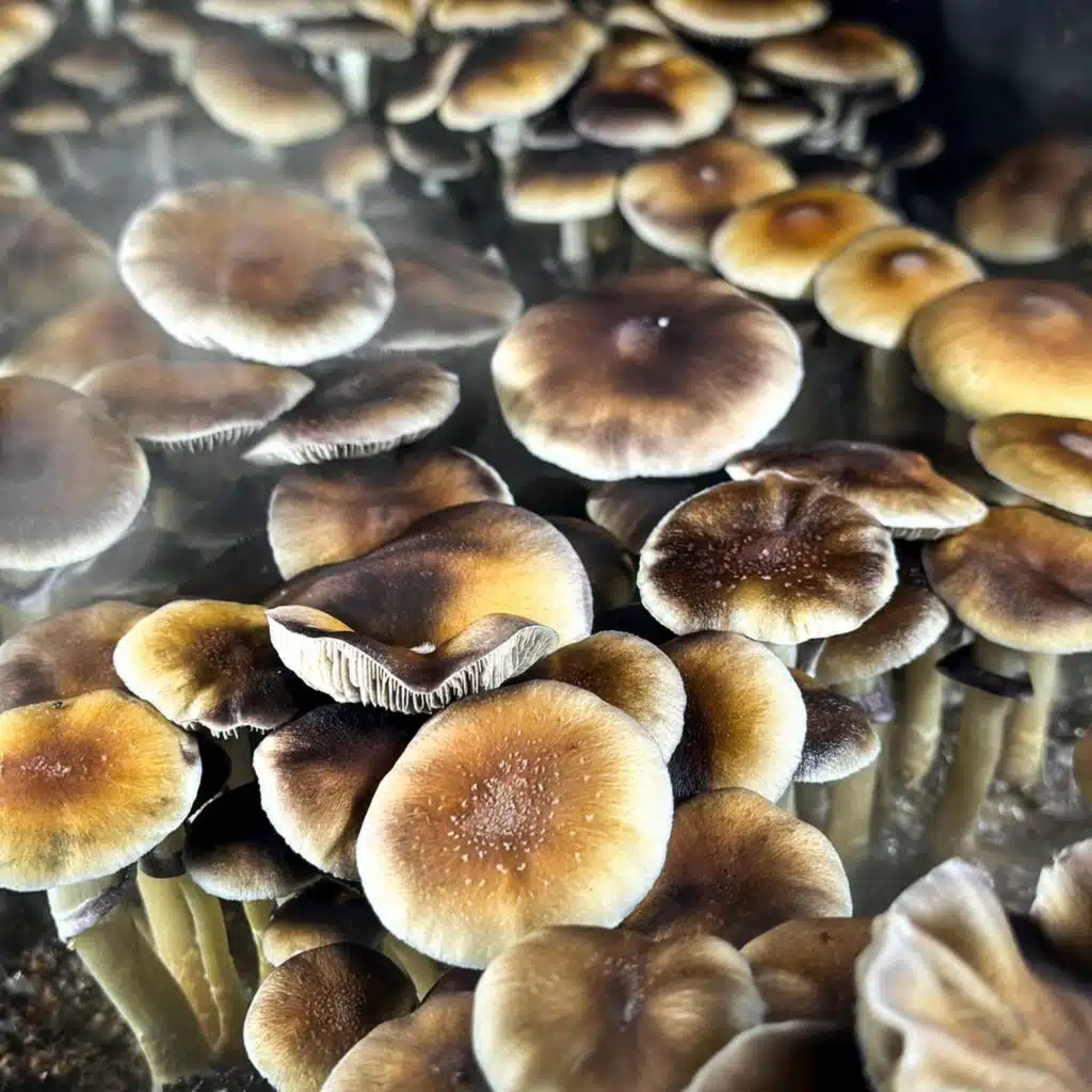 Strange trip: why Trump is backing psychedelics