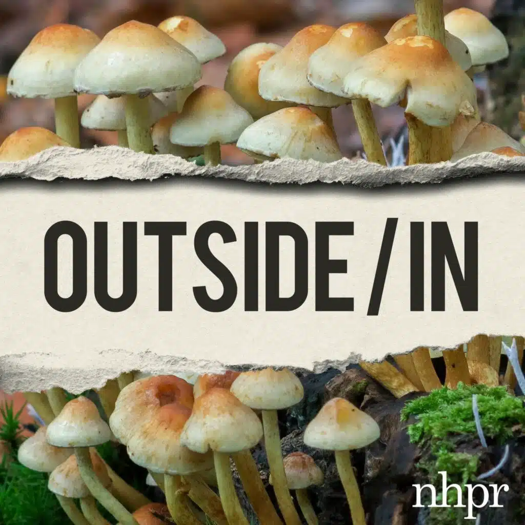 Life and death and psilocybin