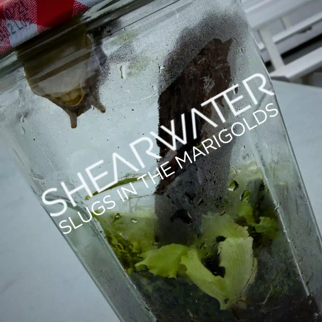Shearwater