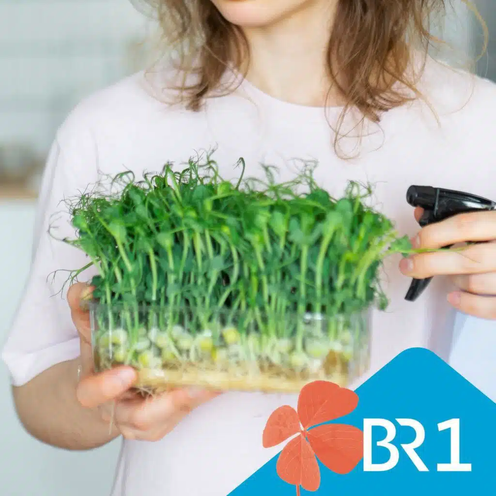 Podcast Besser Leben: Vitamine von der Fensterbank - Wie gesund sind Microgreens?