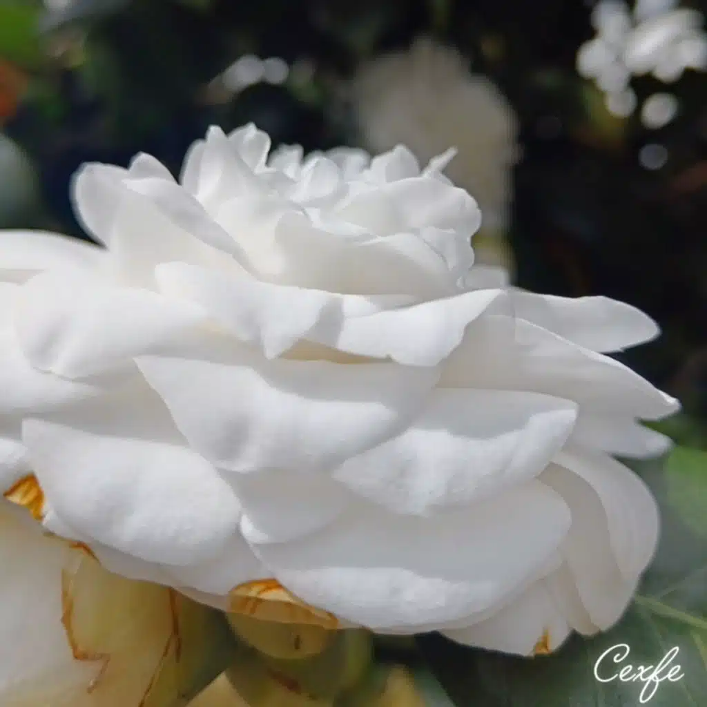 La última Flor