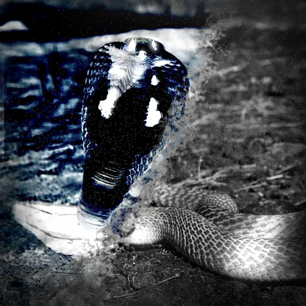 COBRA