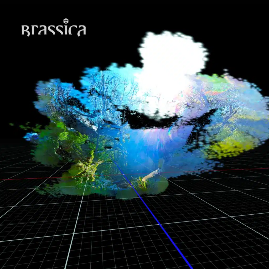 Brassica