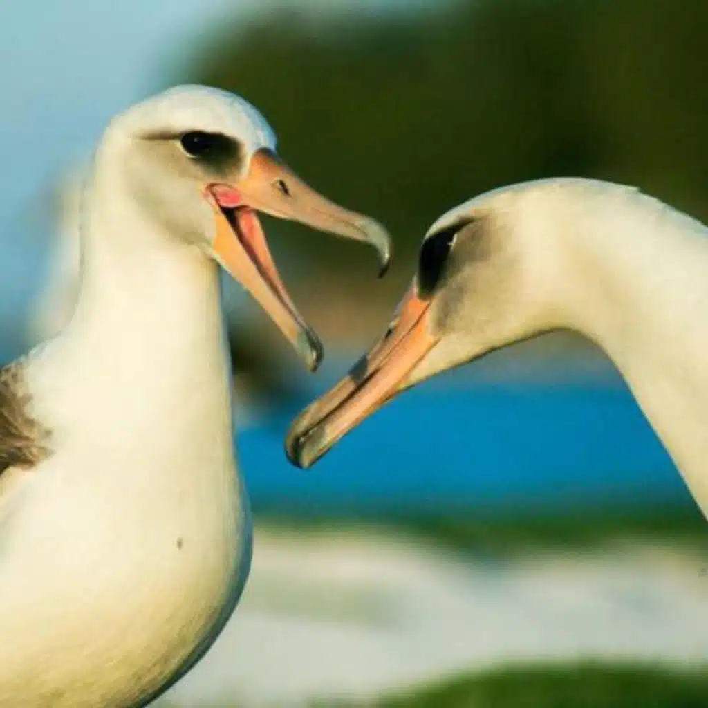 What’s a Beak Made Of?