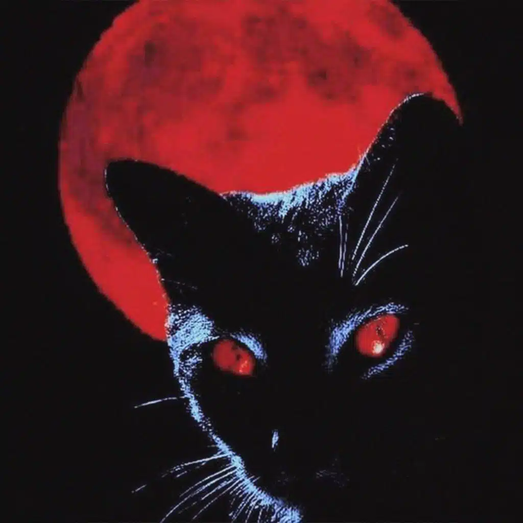 Cats & Feelings