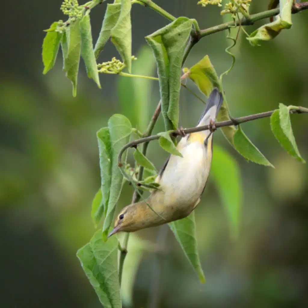 Tennessee Warbler, Nectar Thief