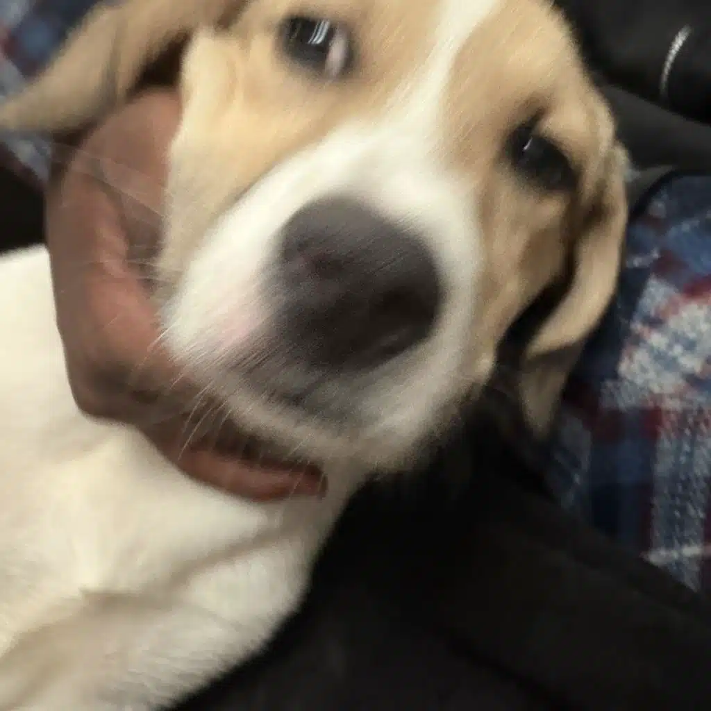 Meko
