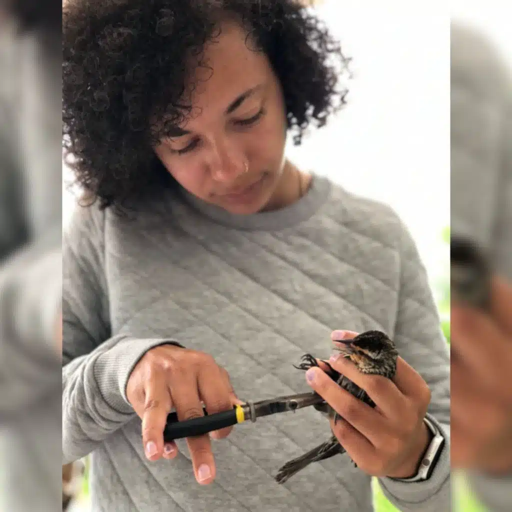 Banding Birds in South Baltimore