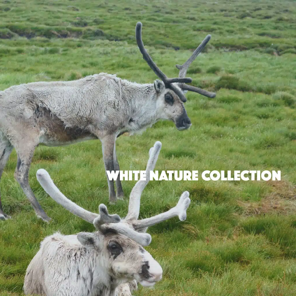 White Nature Collection