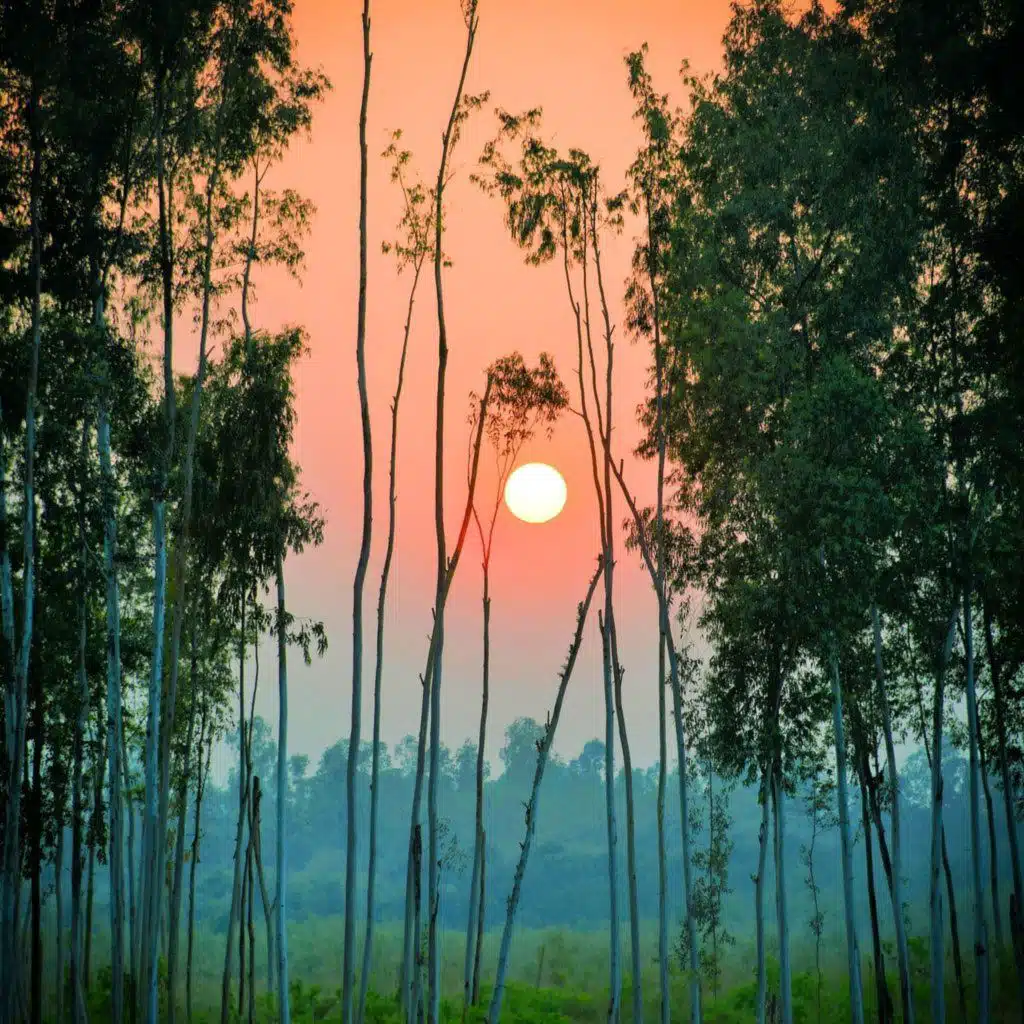 Windy Eucalyptus Forest - 10 Hours Sleep Sound