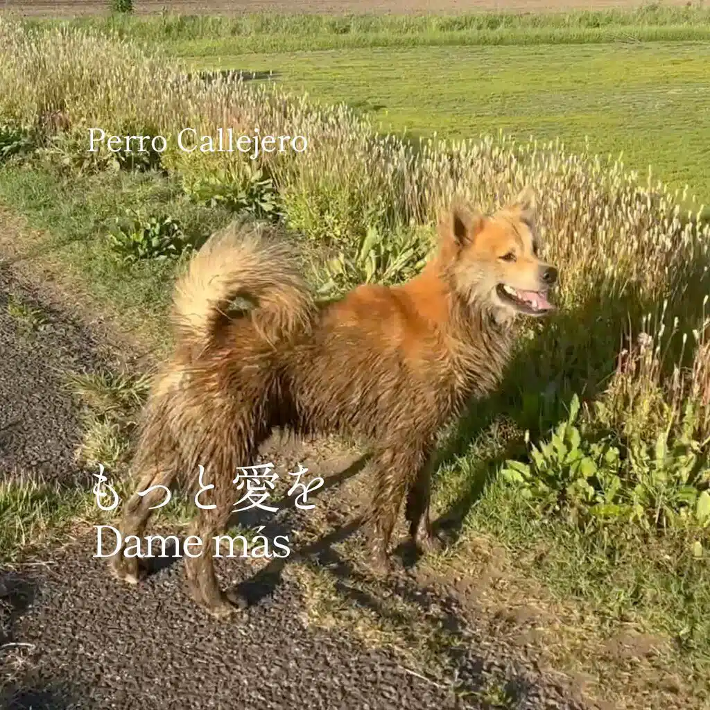 Perro Callejero