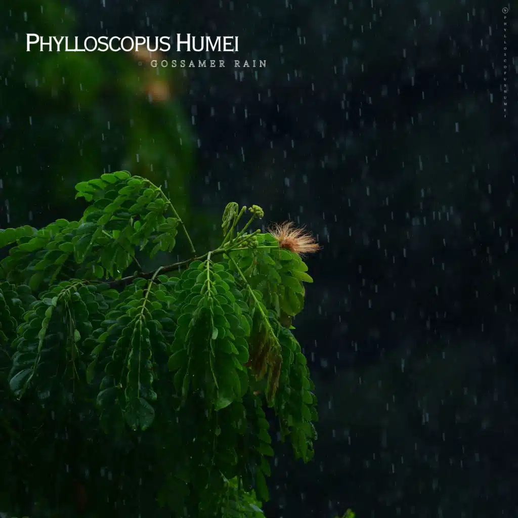 Phylloscopus humei