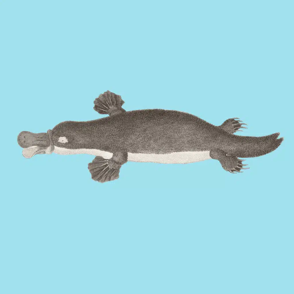 What’s the Plural of Platypus? Plus More Platypus Facts!