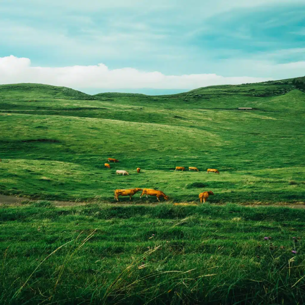 The Land