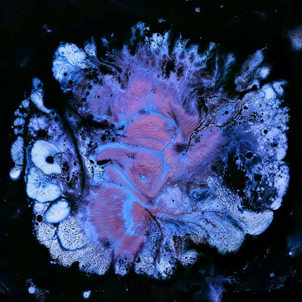 Hexacorallia