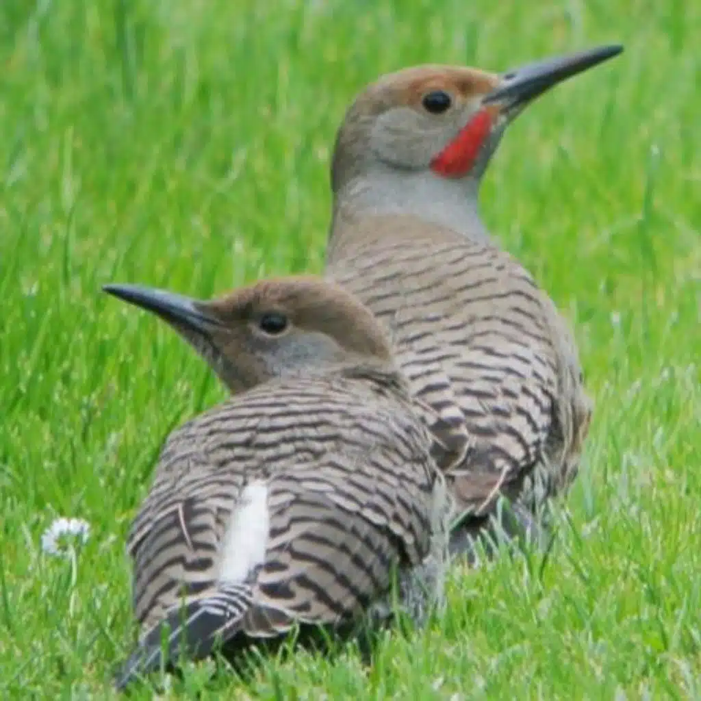 Baby Birds — Leave Them Alone