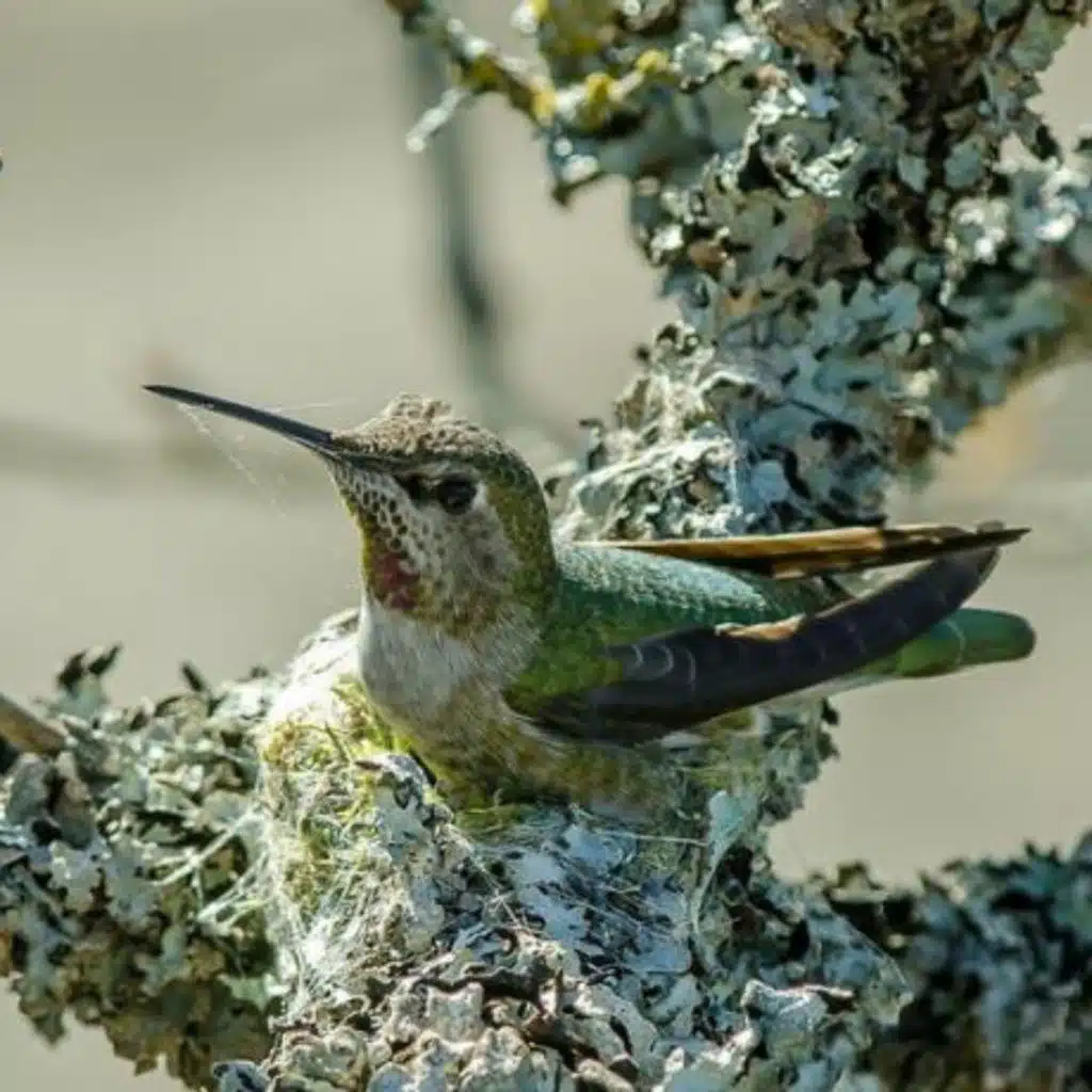 Spider Silk — Duct Tape for Bird Nests