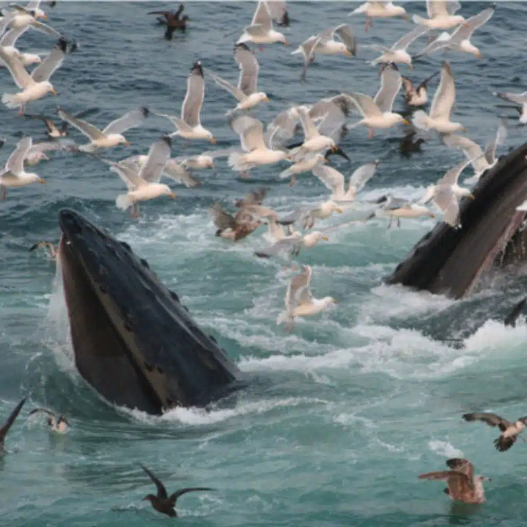 The Link Between Whales, Seabirds, and a Tiny Fish