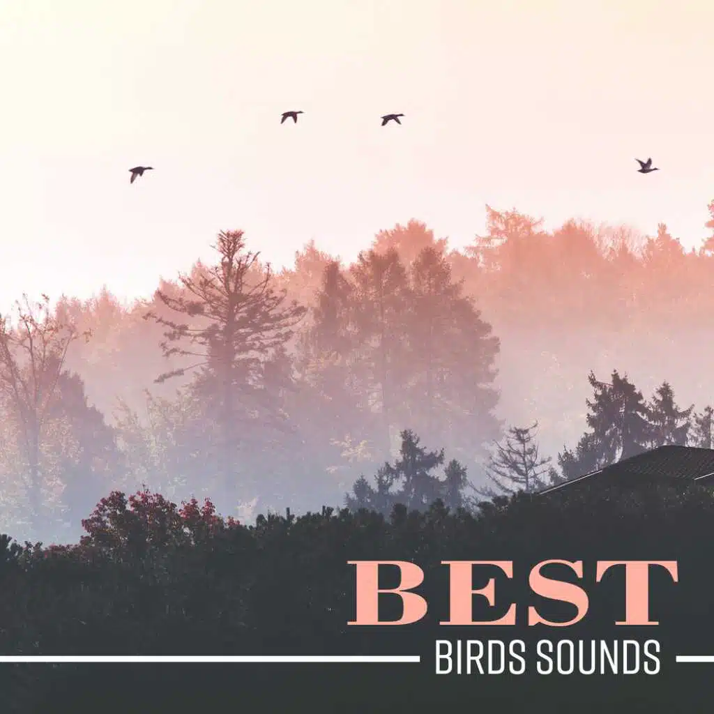 Best Birds Sounds