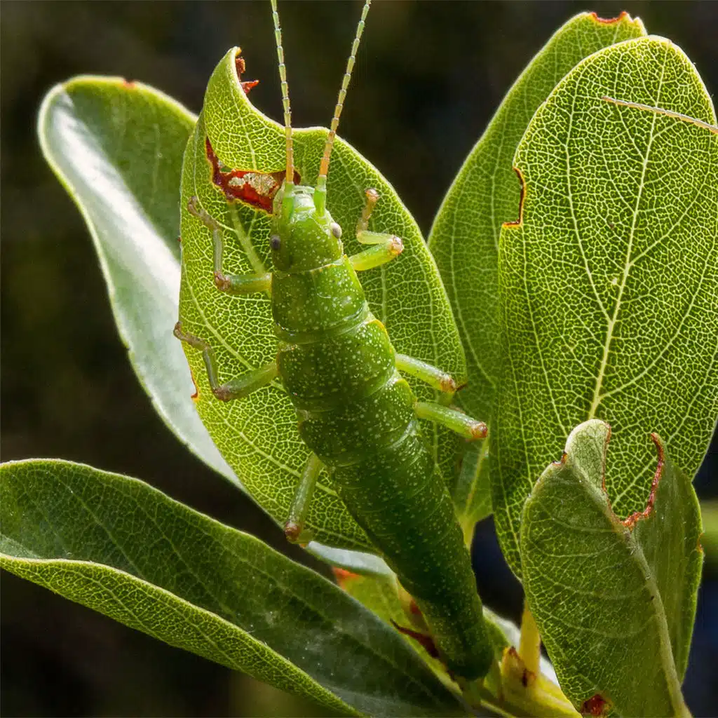 Ecotypes Make the Idea of a Species Even Fuzzier