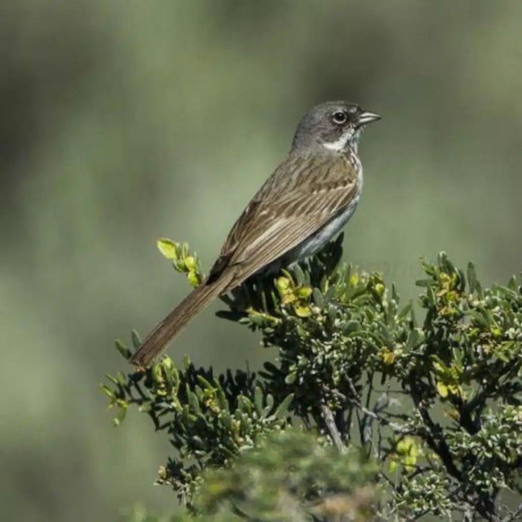 Sagebrush Sparrow