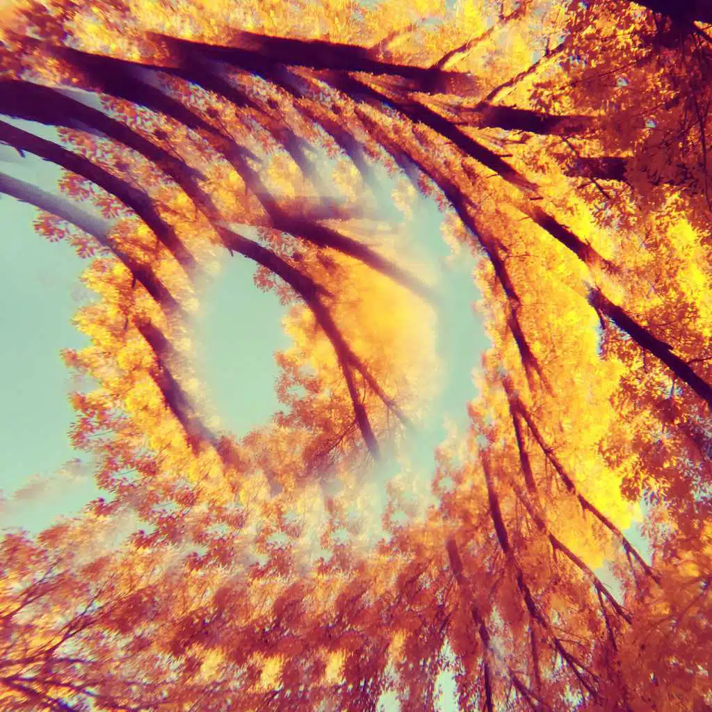 A Hawk and a Hacksaw