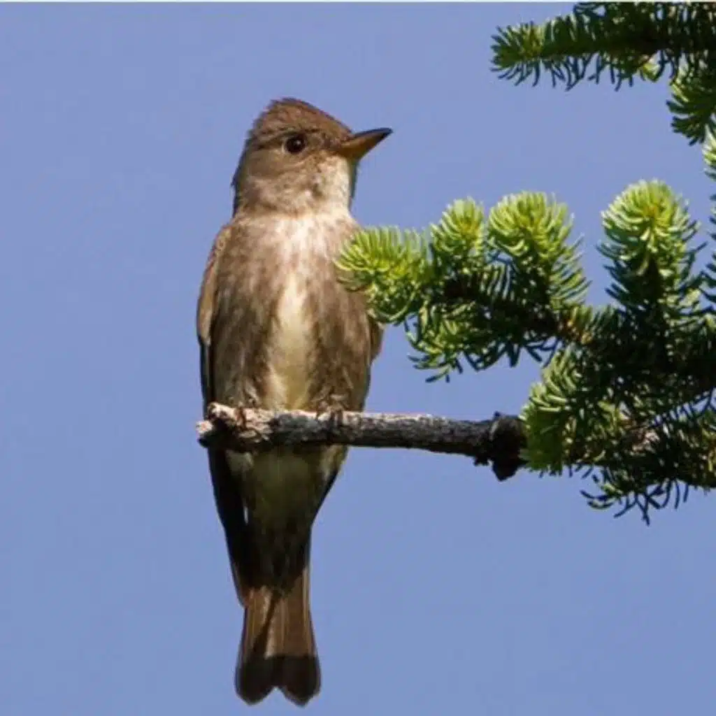 Olive-sided Flycatcher