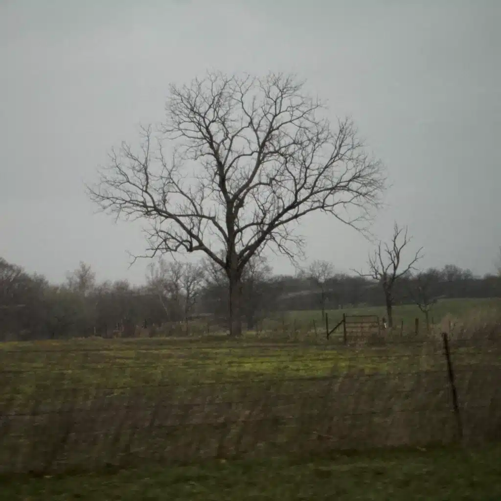 a lonely tree