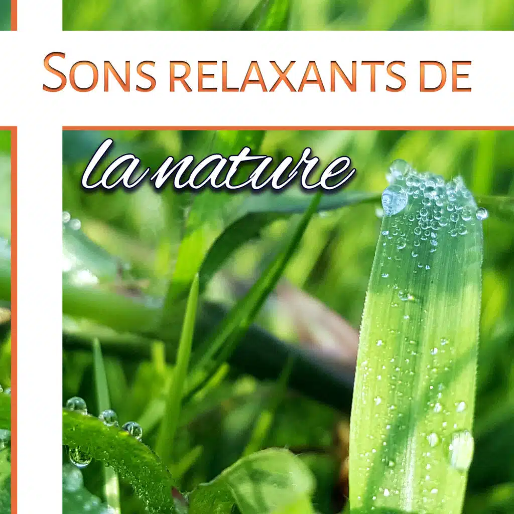Sons relaxants de la nature - Détente, Prendre du repos et faire la méditation, Musique calm et douce zen