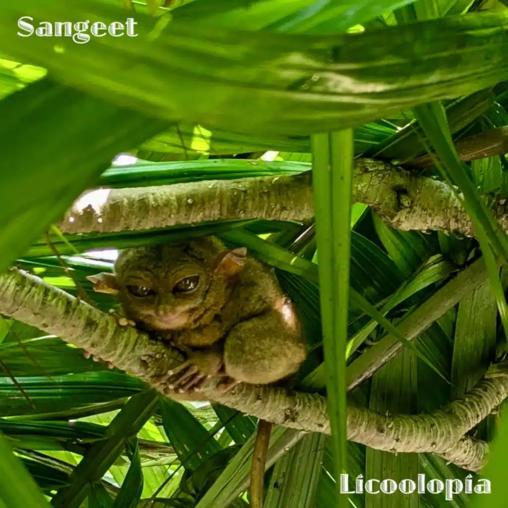 Sangeet