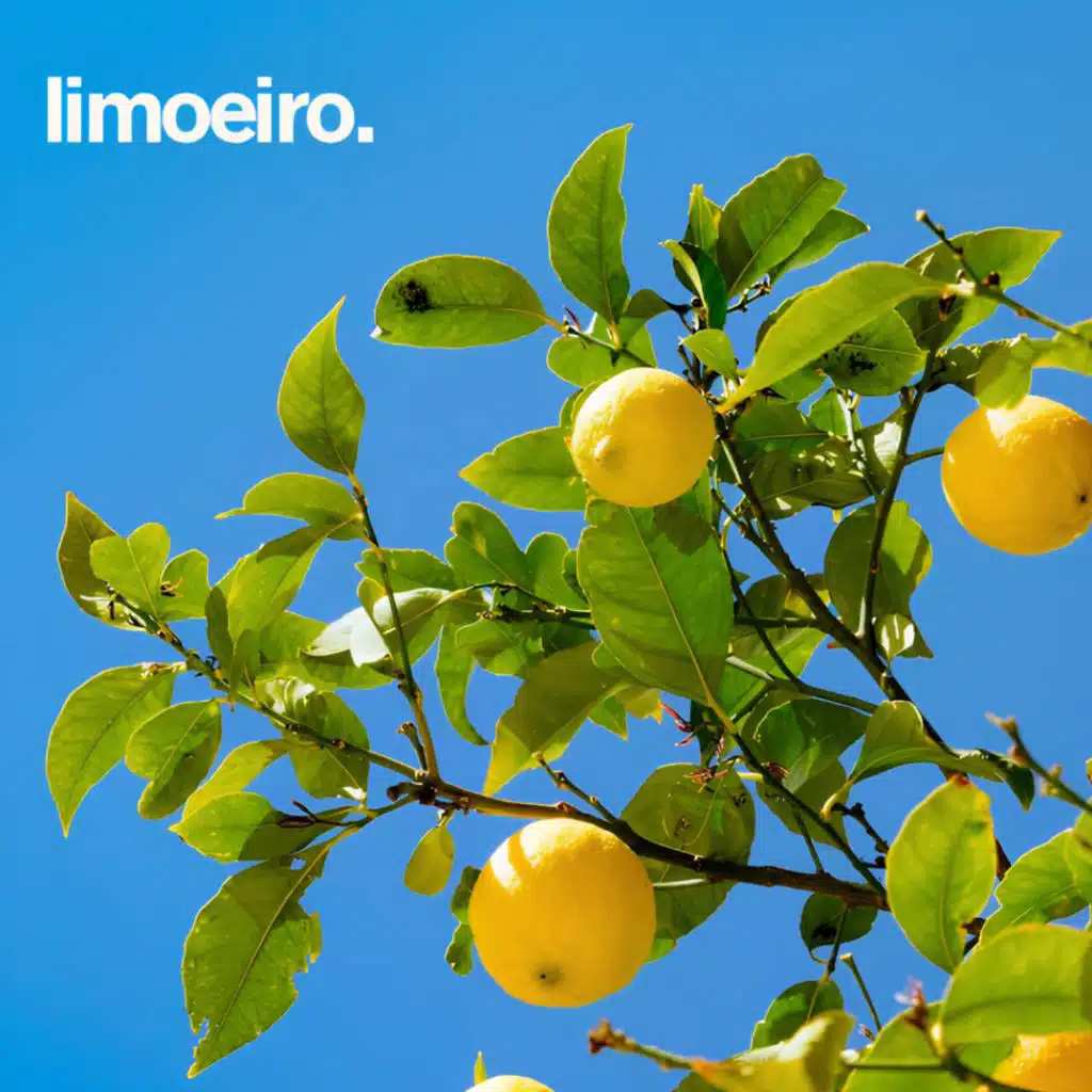 Limoeiro