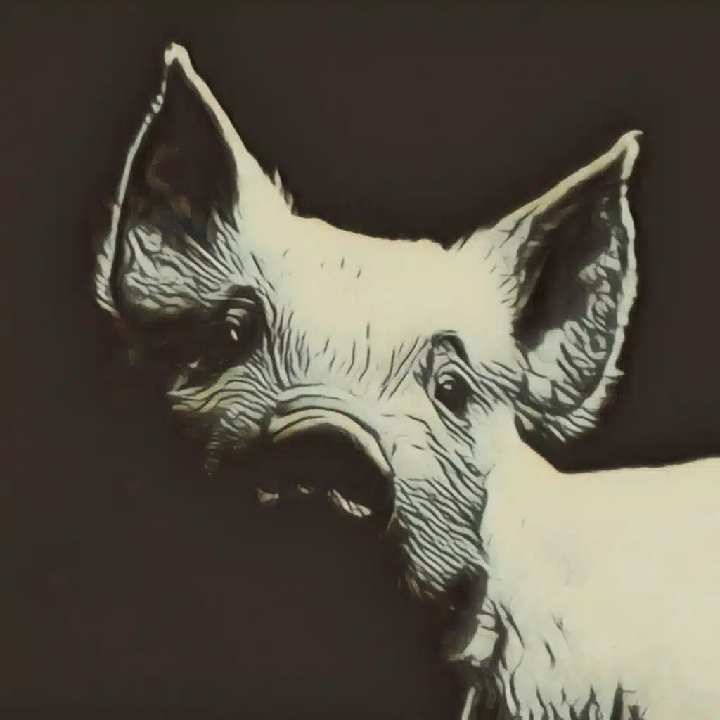 Pig