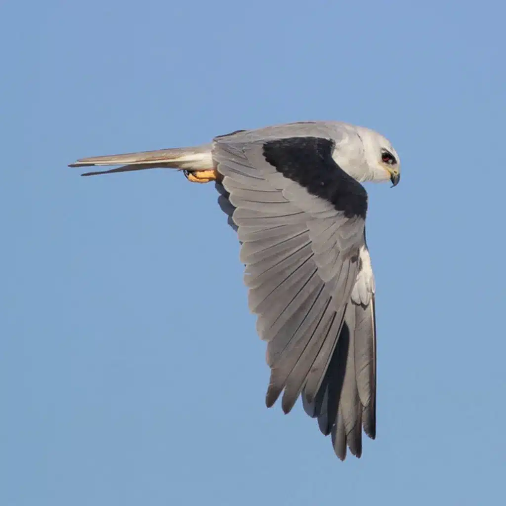 White-tailed Kite